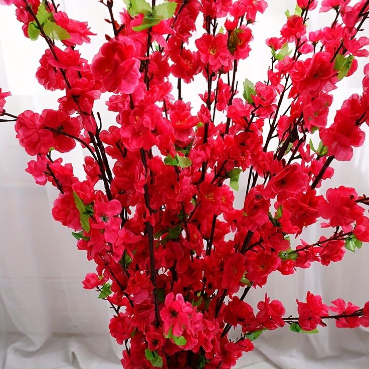 Cherry Blossom