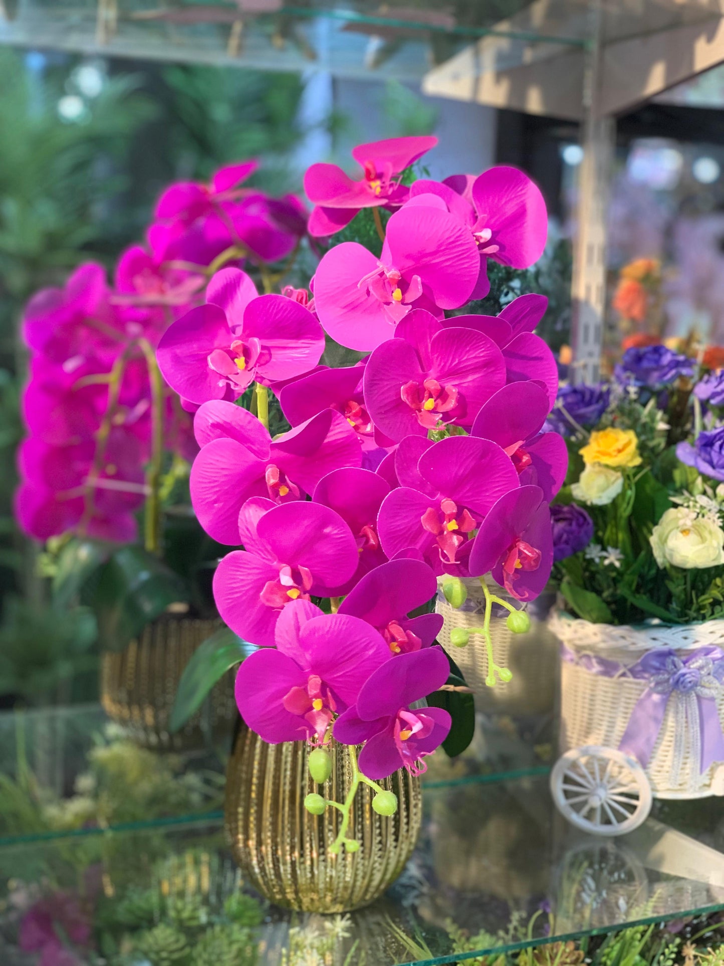 Orchid Oasis