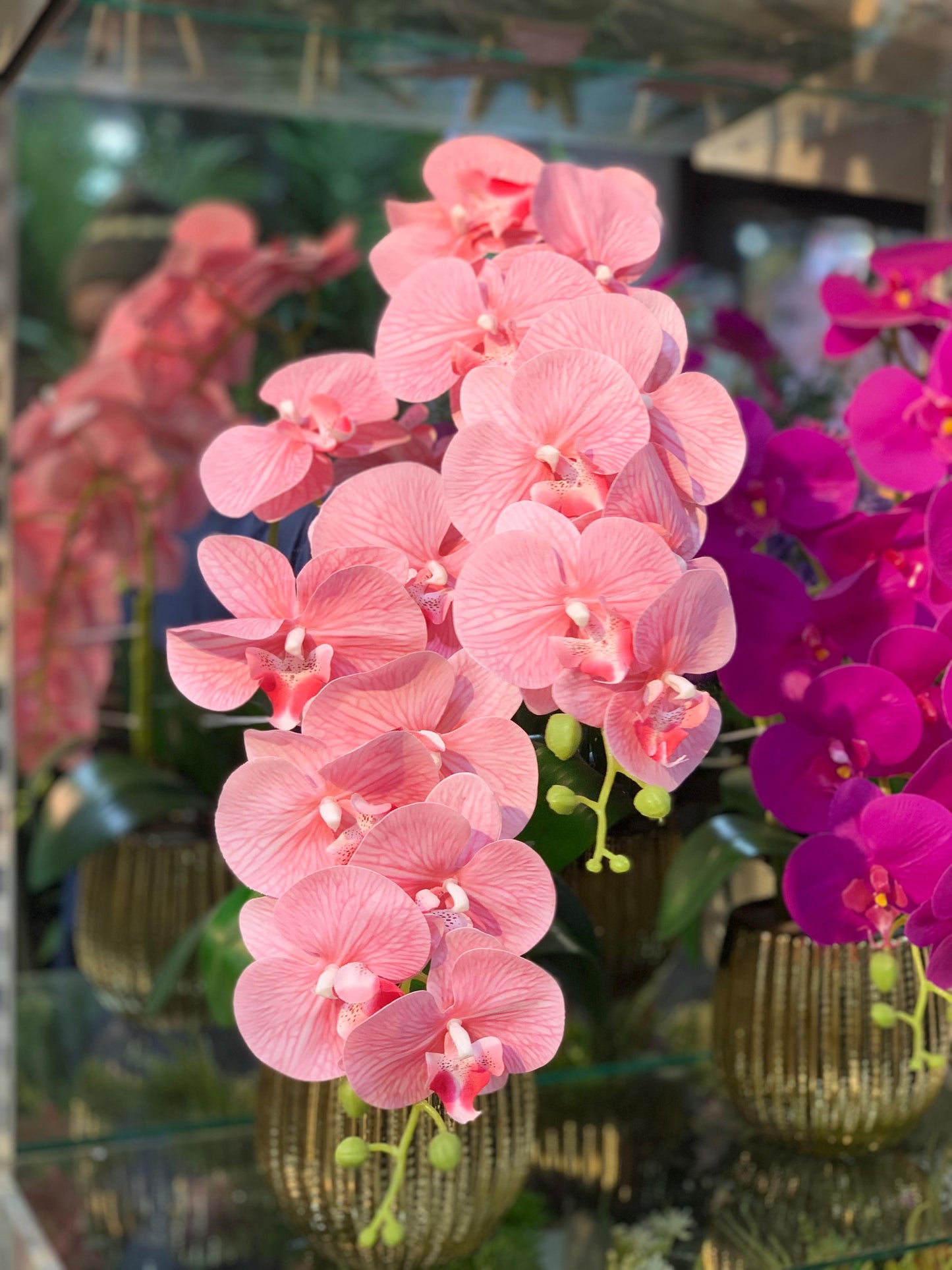 Orchid Oasis
