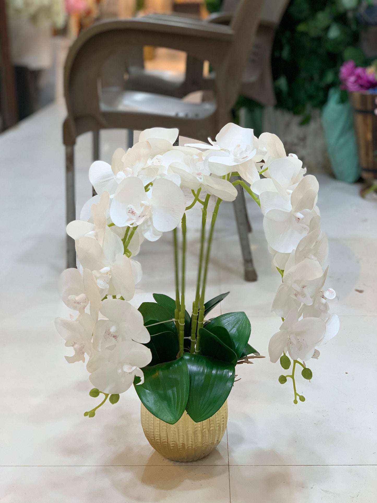 Graceful Orchid