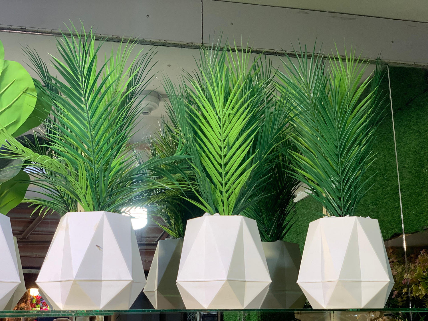 Plants