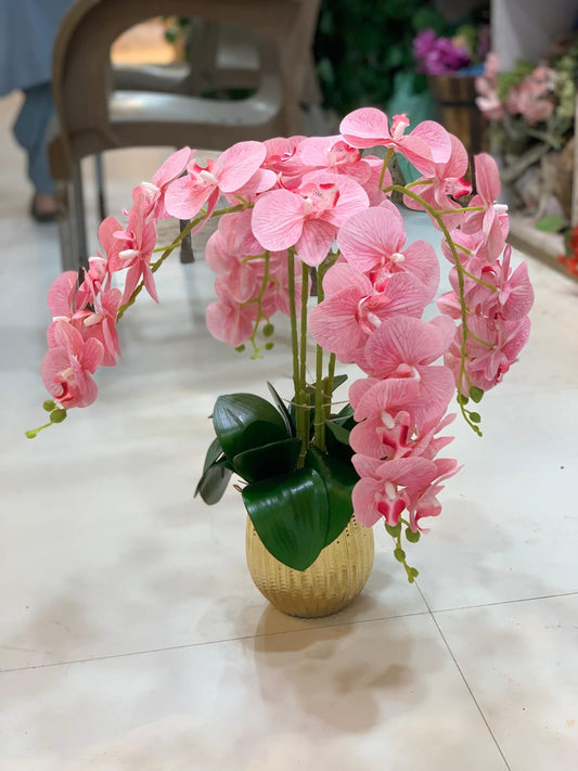Graceful Orchid