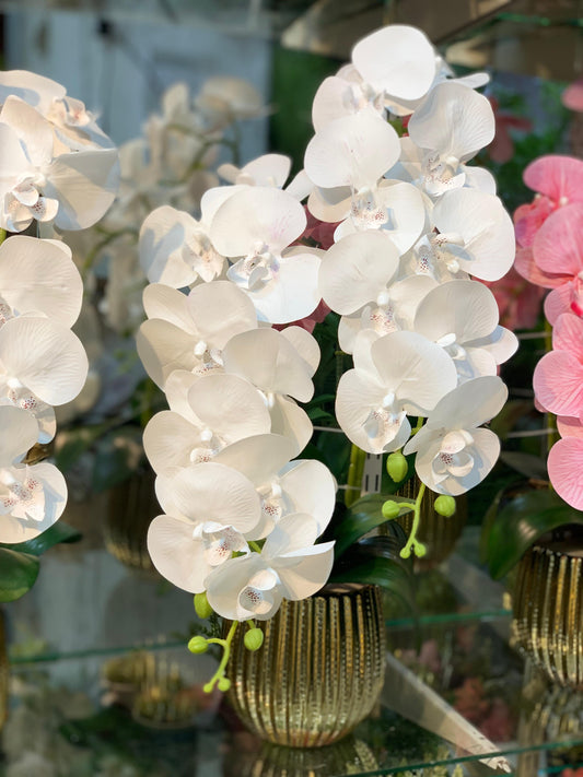 Orchid Oasis